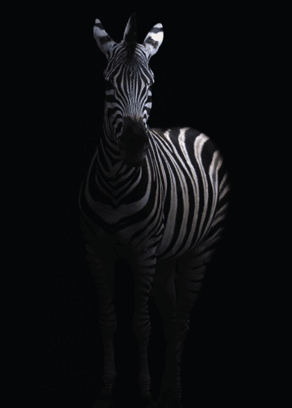 Zebra In The Dark 2 – Animal Posters
