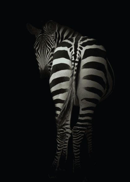 Zebra In The Dark – Animal Posters