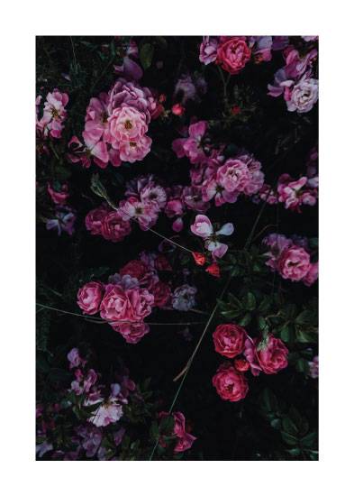 Dreaminess – Blomster og Botanik