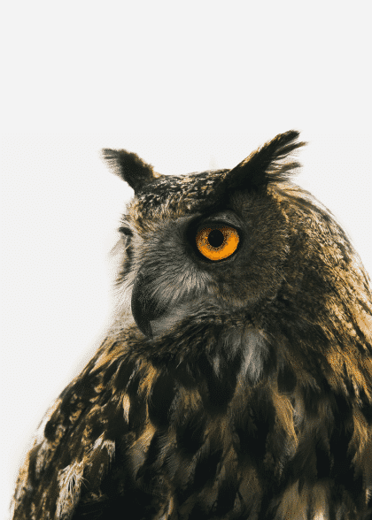 Focused Owl – Dyreplakater