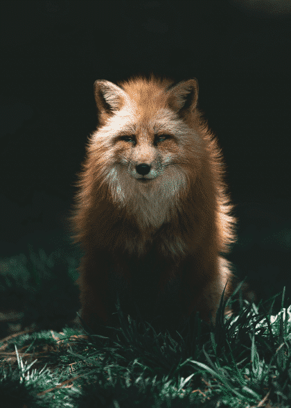 Foxy Fox – Animal Posters
