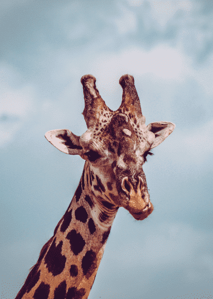 Giraffe Chewing – Dyreplakater