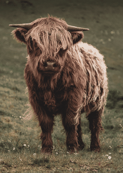 Highland Cattle No. 4 – Animal Posters