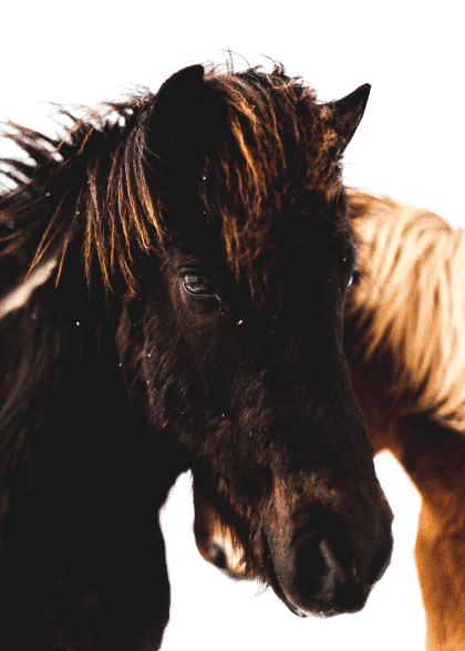 Horse Glance – Animal Posters