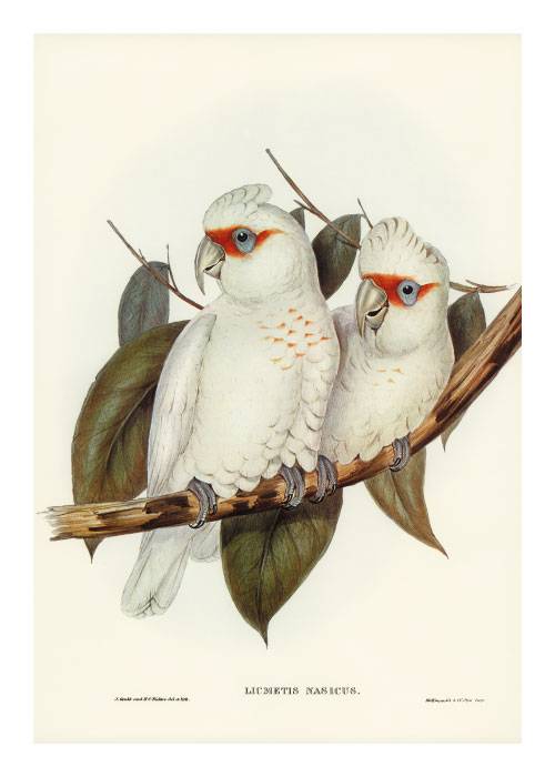 White Cockatoo – Dyreplakater
