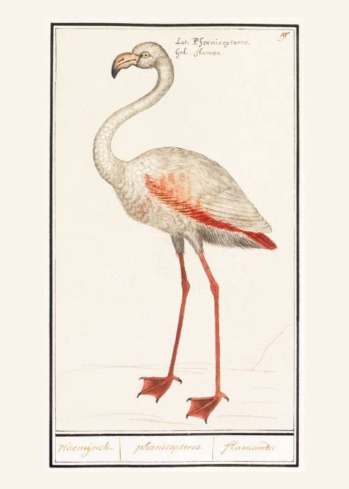 White Flamingo – Animal Posters