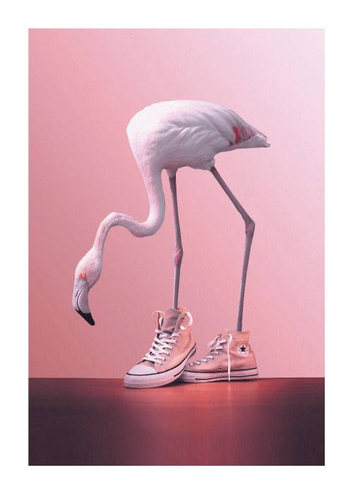 Flamingo Kicks – Digital Art