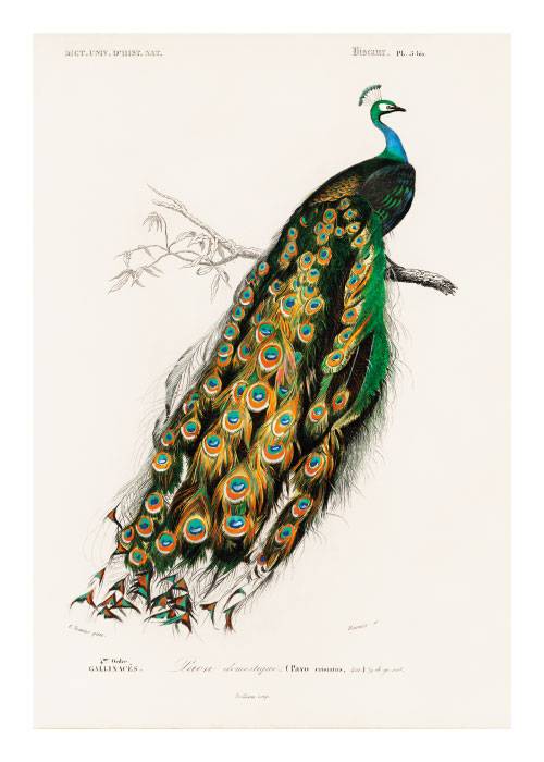 Peacock Drawing – Kunst