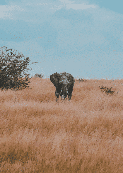 Lost Elephant – Animal Posters