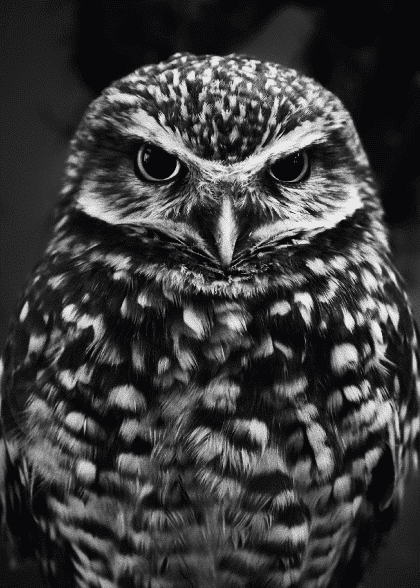 Owl Of The Black – Dyreplakater