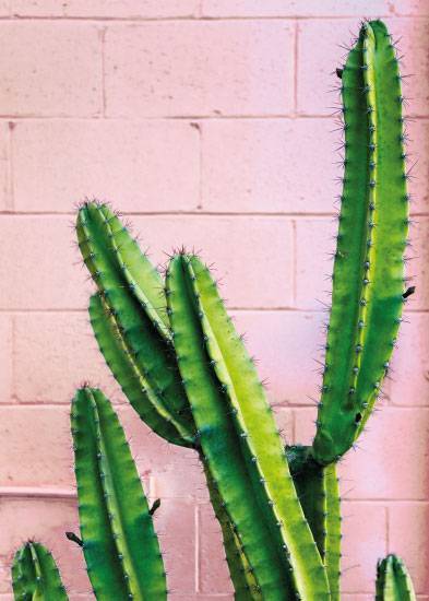 Pink Cactus – Blomster og Botanik