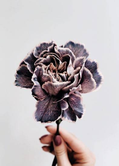 Purple Flower – Flowers & Botanicals