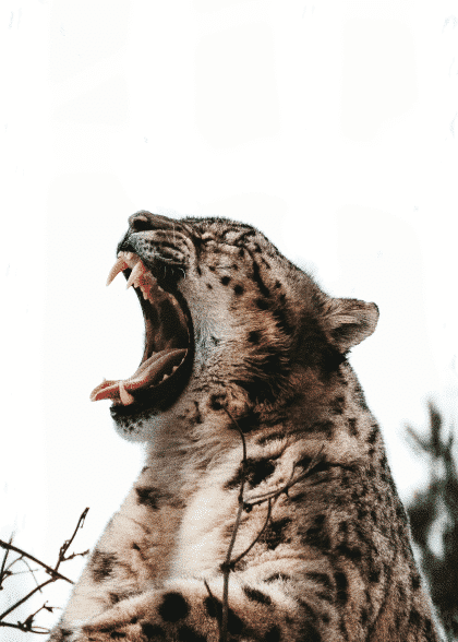 Roaring Cheetah – Dyreplakater