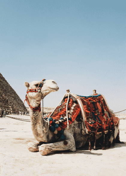 Settled Camel – Animal Posters