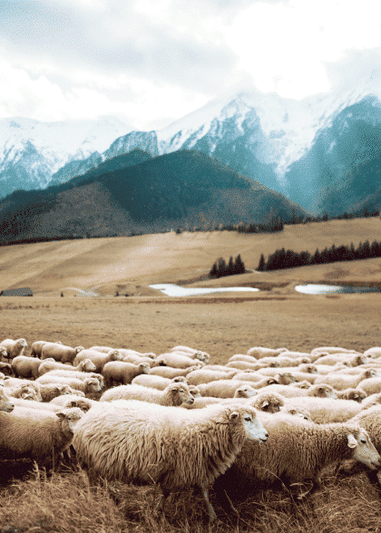 Sheep – Dyreplakater