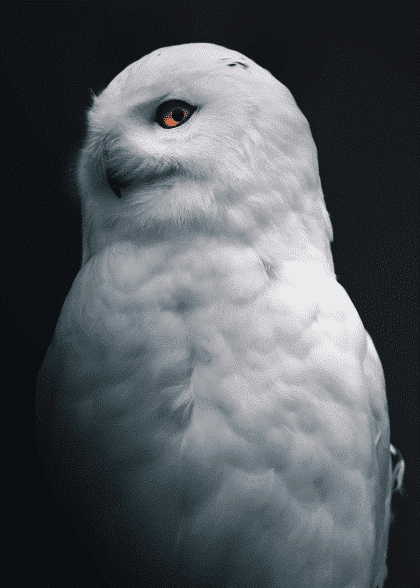 Snowy Owl – Dyreplakater