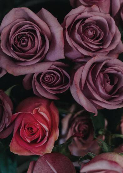 Wild Roses No.1 – Flowers & Botanicals